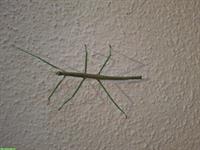 Medauroidea extradentata "Blue" aus Zucht