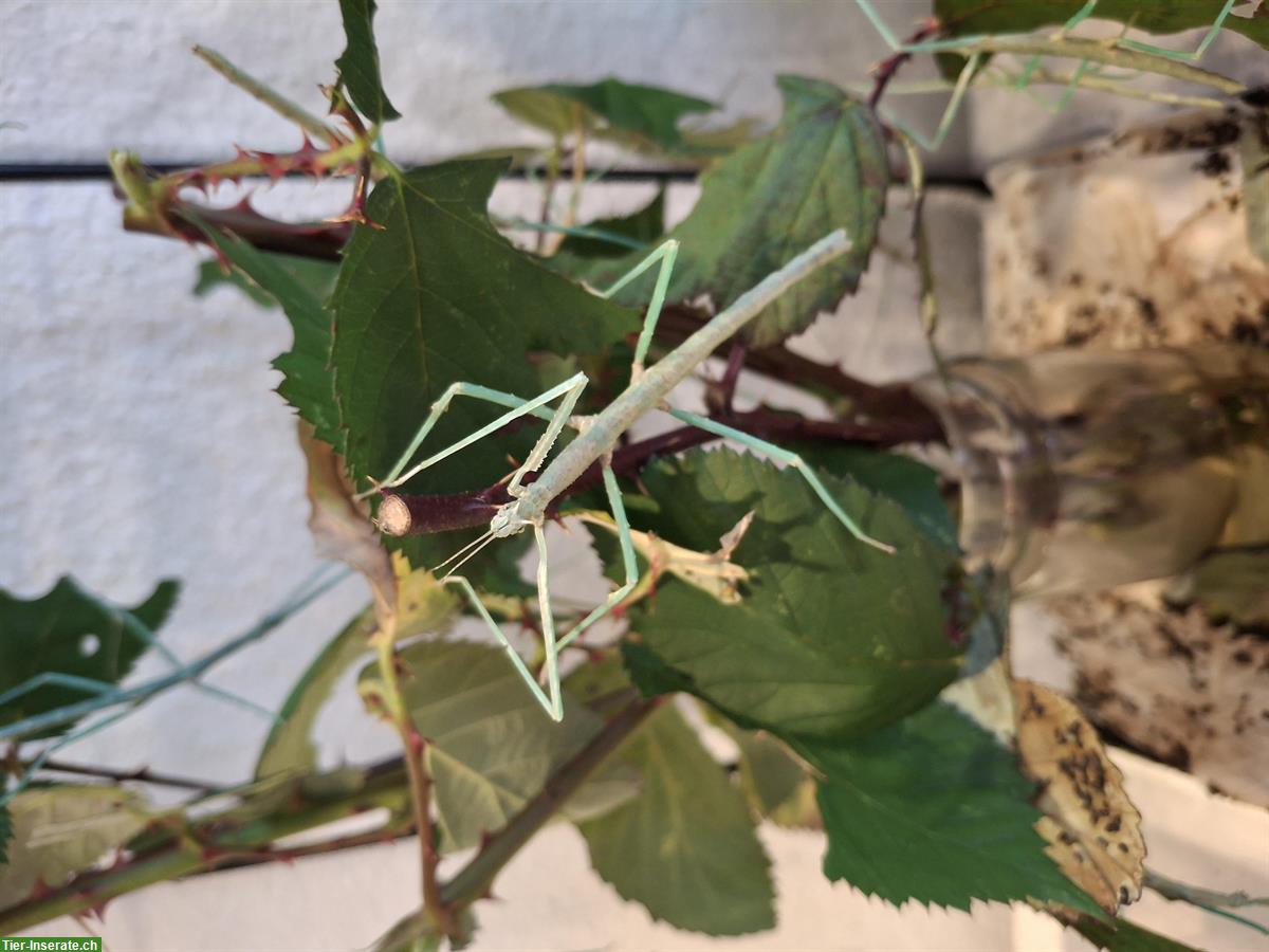 Bild 2: Medauroidea extradentata "Blue" aus Zucht