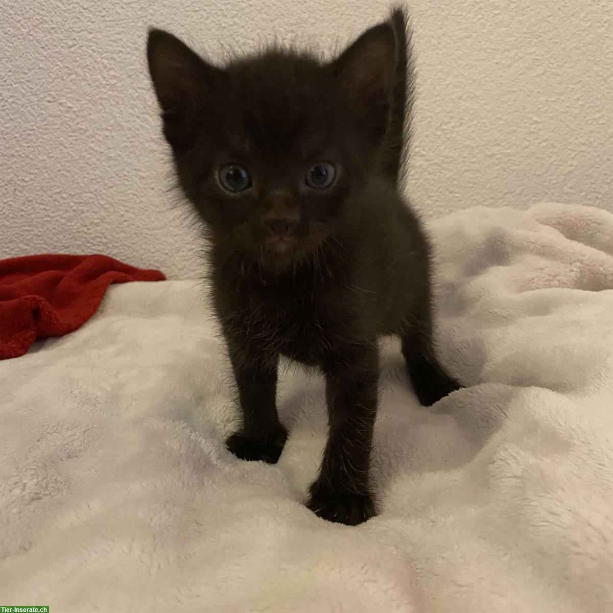 Nebelung-Mix Kitten, Tabby