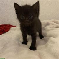 Nebelung-Mix Kitten, Tabby
