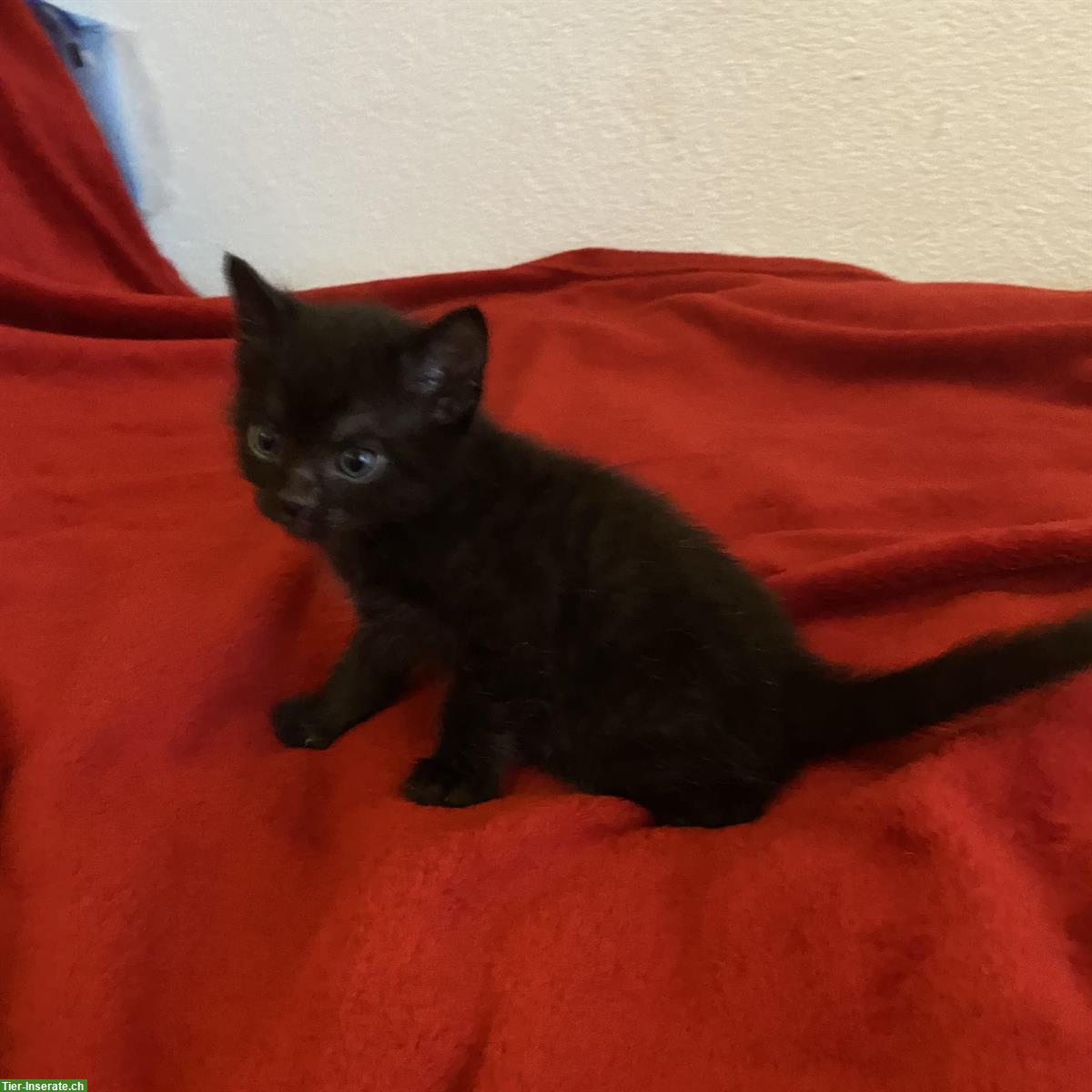 Bild 2: Nebelung-Mix Kitten, Tabby