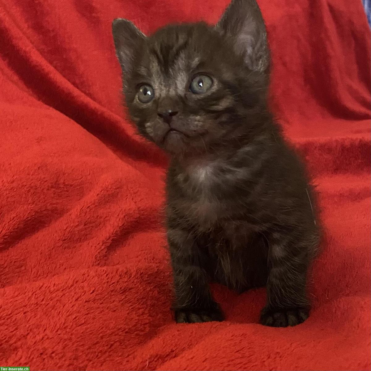 Bild 3: Nebelung-Mix Kitten, Tabby