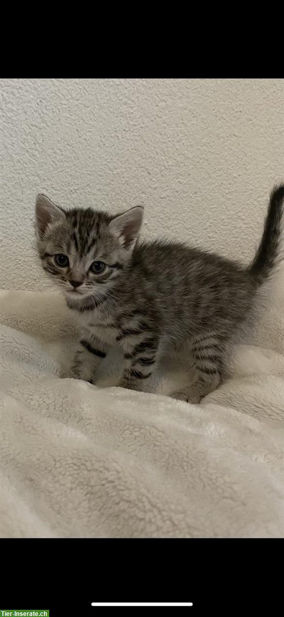 Bild 4: Nebelung-Mix Kitten, Tabby