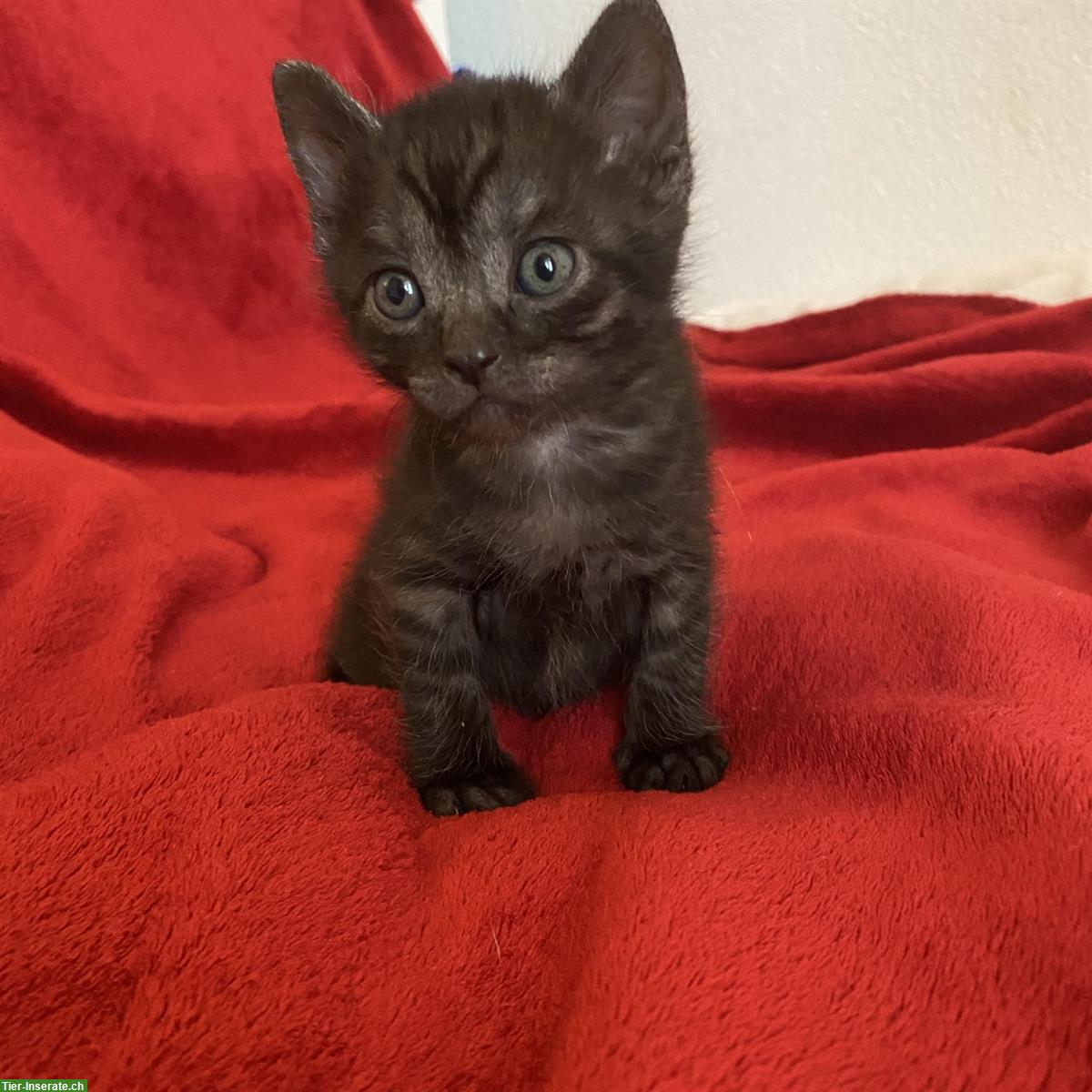 Bild 5: Nebelung-Mix Kitten, Tabby