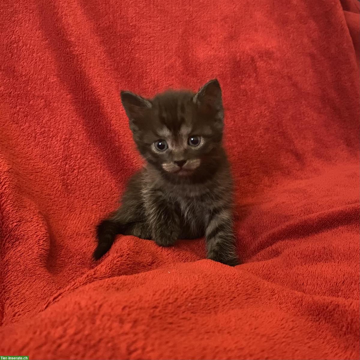 Bild 6: Nebelung-Mix Kitten, Tabby