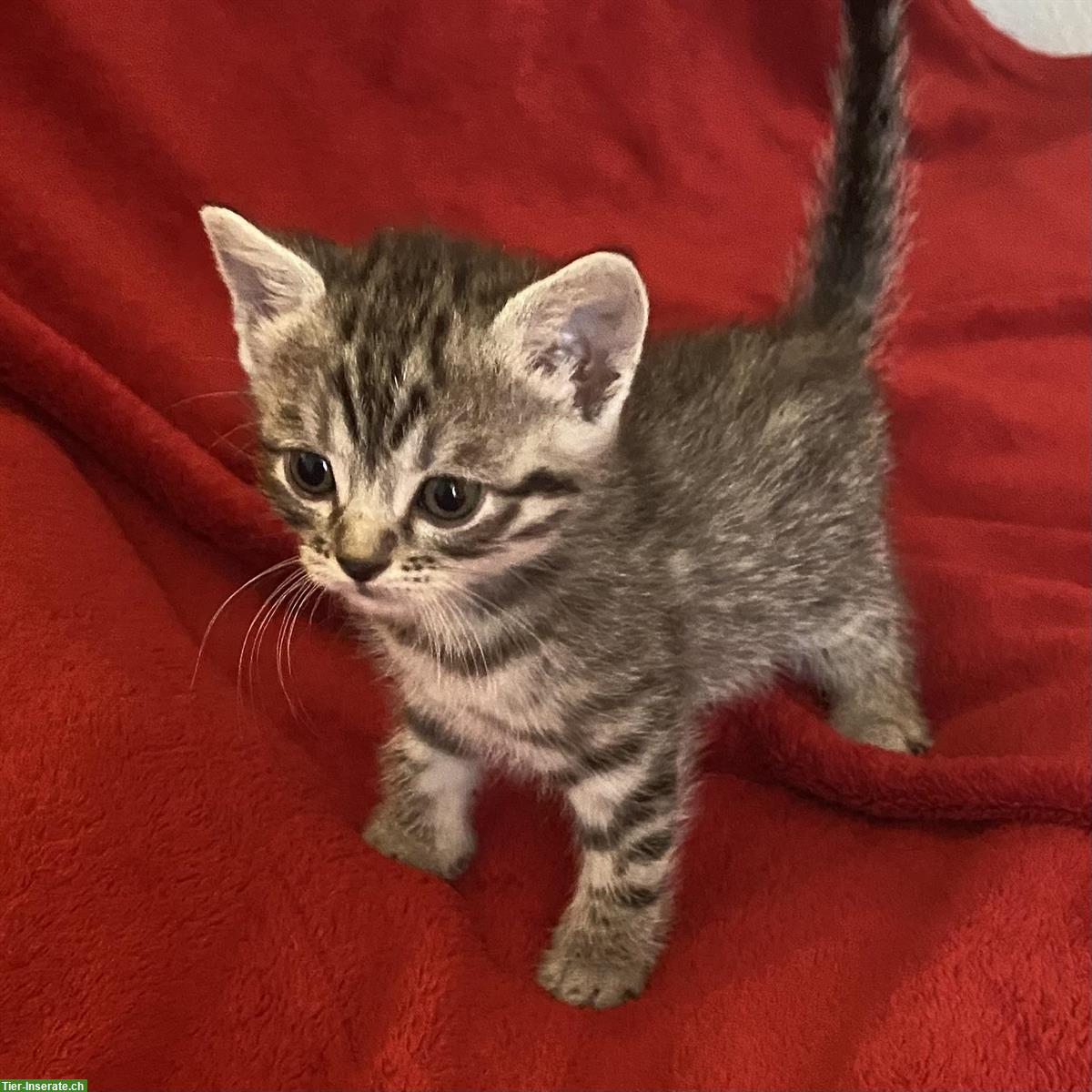 Bild 7: Nebelung-Mix Kitten, Tabby