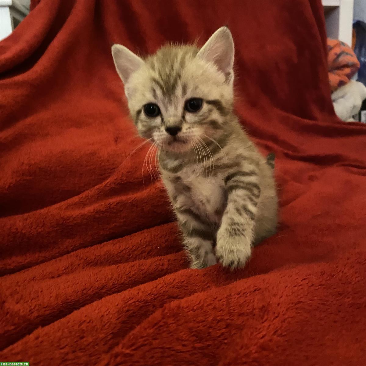 Bild 8: Nebelung-Mix Kitten, Tabby