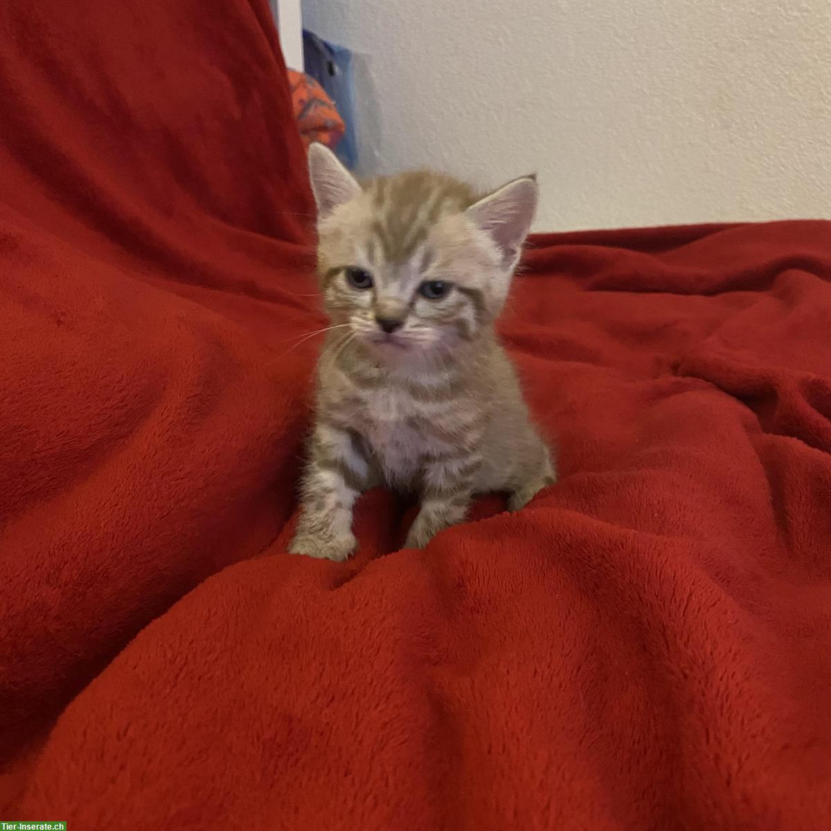 Bild 9: Nebelung-Mix Kitten, Tabby