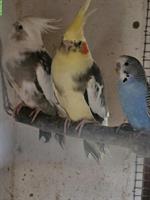 Nymphensittich-Paar und Wellensittich, Jungtiere