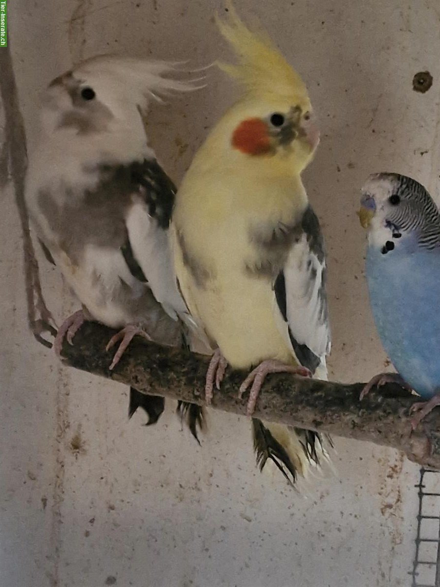 Bild 2: Nymphensittich-Paar und Wellensittich, Jungtiere