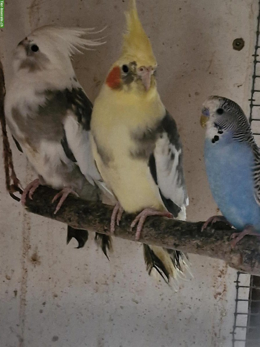 Bild 3: Nymphensittich-Paar und Wellensittich, Jungtiere