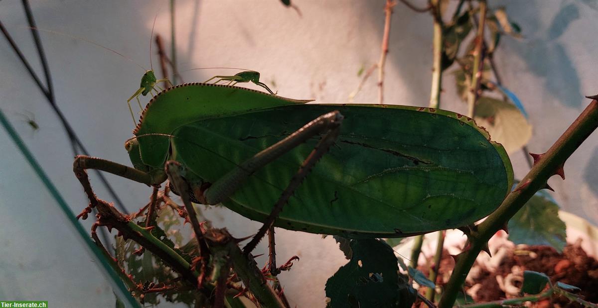 Riesenblattschrecken (Siliquofera grandis) zu verkaufen