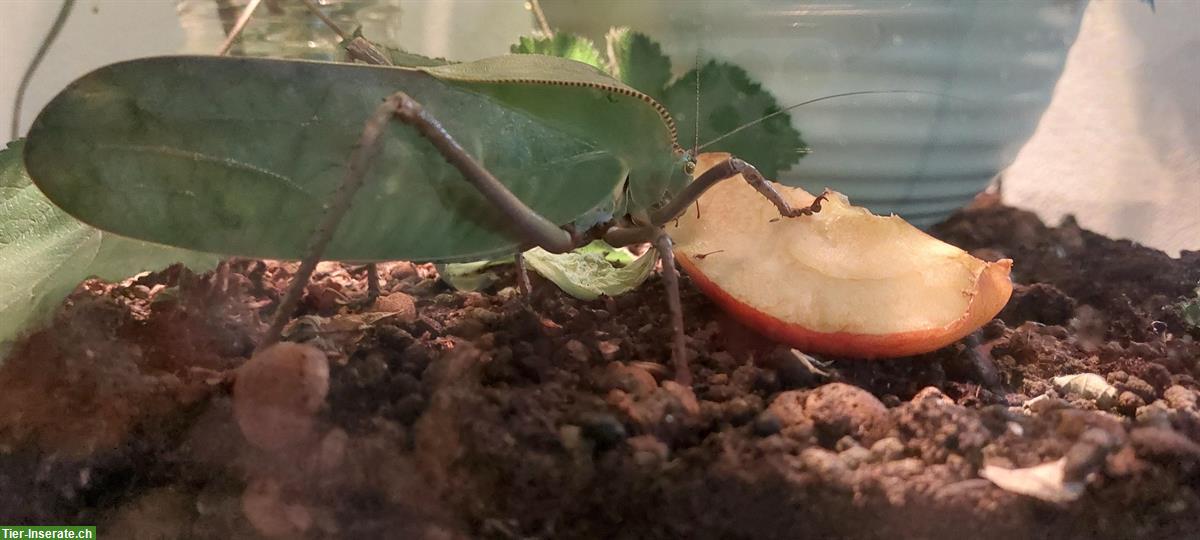 Bild 2: Riesenblattschrecken (Siliquofera grandis) zu verkaufen