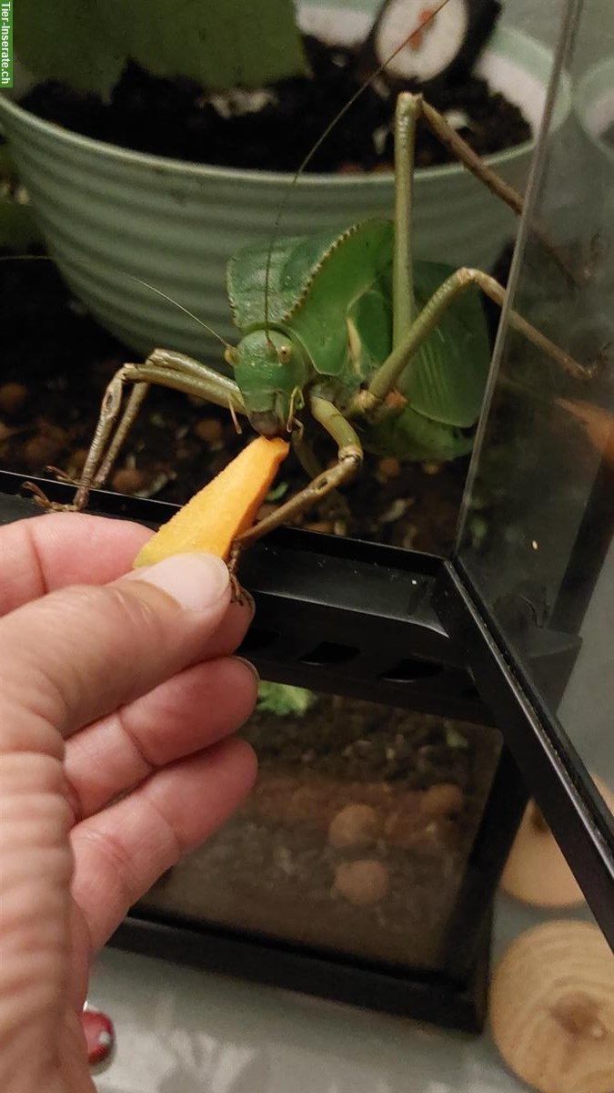 Bild 3: Riesenblattschrecken (Siliquofera grandis) zu verkaufen