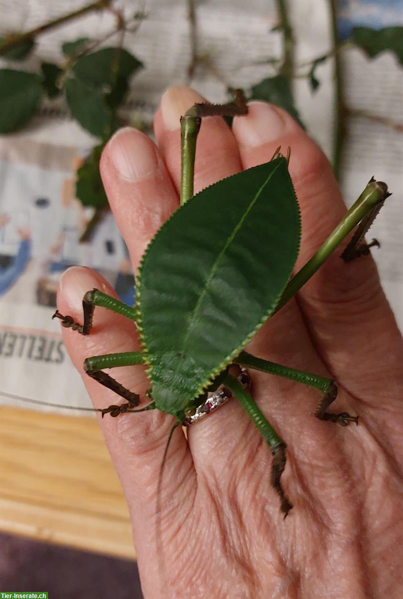 Bild 4: Riesenblattschrecken (Siliquofera grandis) zu verkaufen