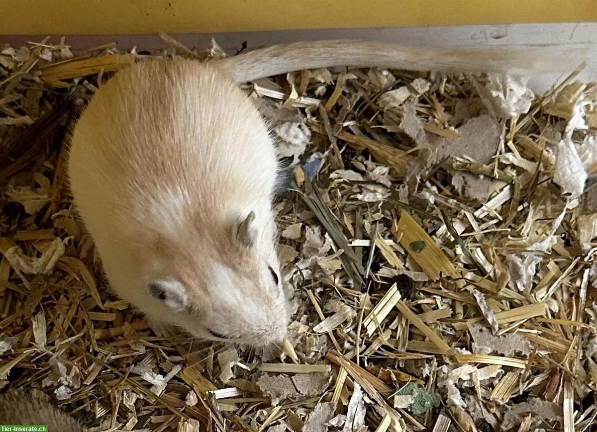 Junge Rennmäuse aus kleiner Zucht abzugeben