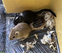 Junge Rennmäuse aus kleiner Zucht abzugeben
