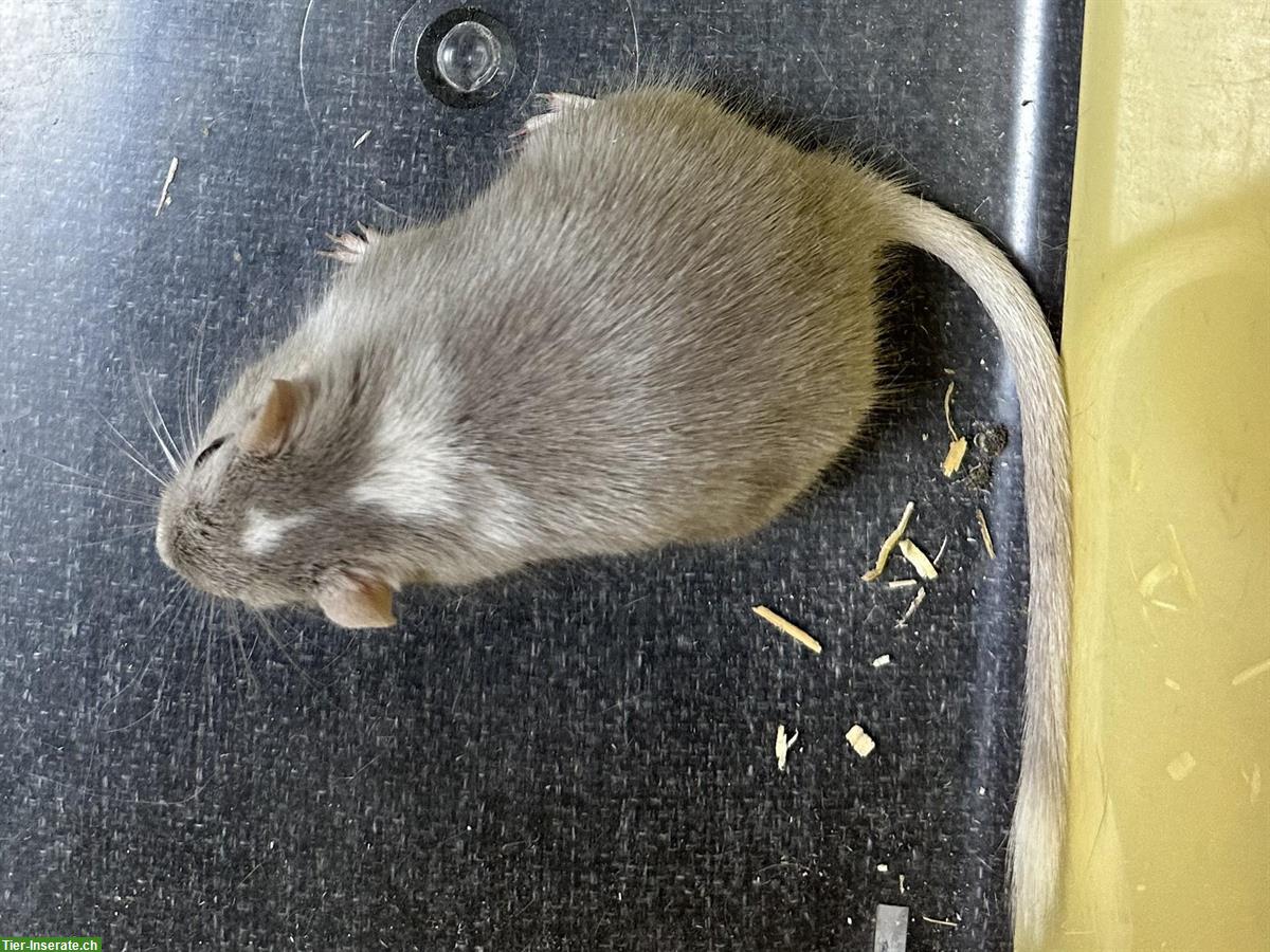 Bild 2: Junge Rennmäuse aus kleiner Zucht abzugeben