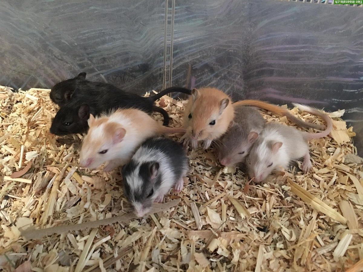 Bild 3: Junge Rennmäuse aus kleiner Zucht abzugeben