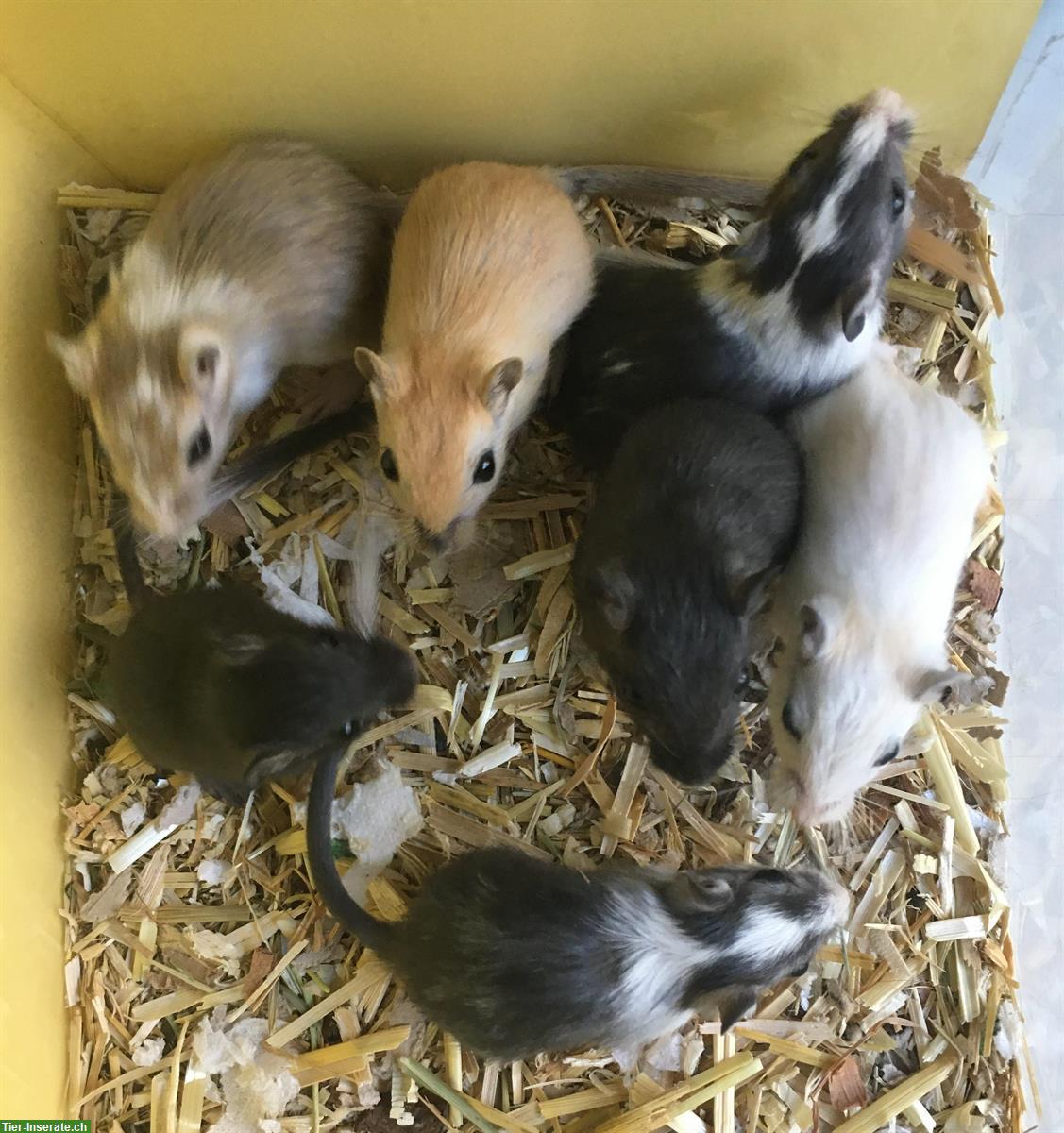 Bild 4: Junge Rennmäuse aus kleiner Zucht abzugeben