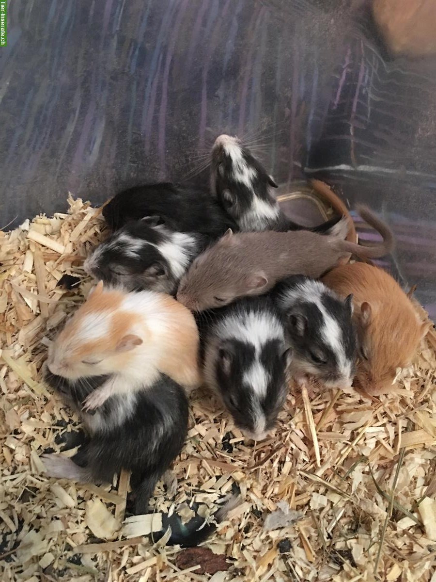 Bild 5: Junge Rennmäuse aus kleiner Zucht abzugeben