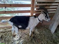 2 braune Ziegen und 1 Pfauenziege zu verkaufen