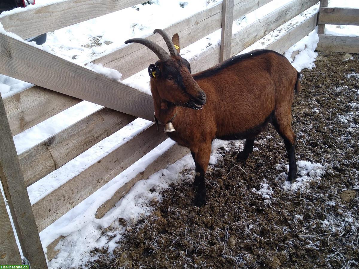 Bild 2: 2 braune Ziegen und 1 Pfauenziege zu verkaufen