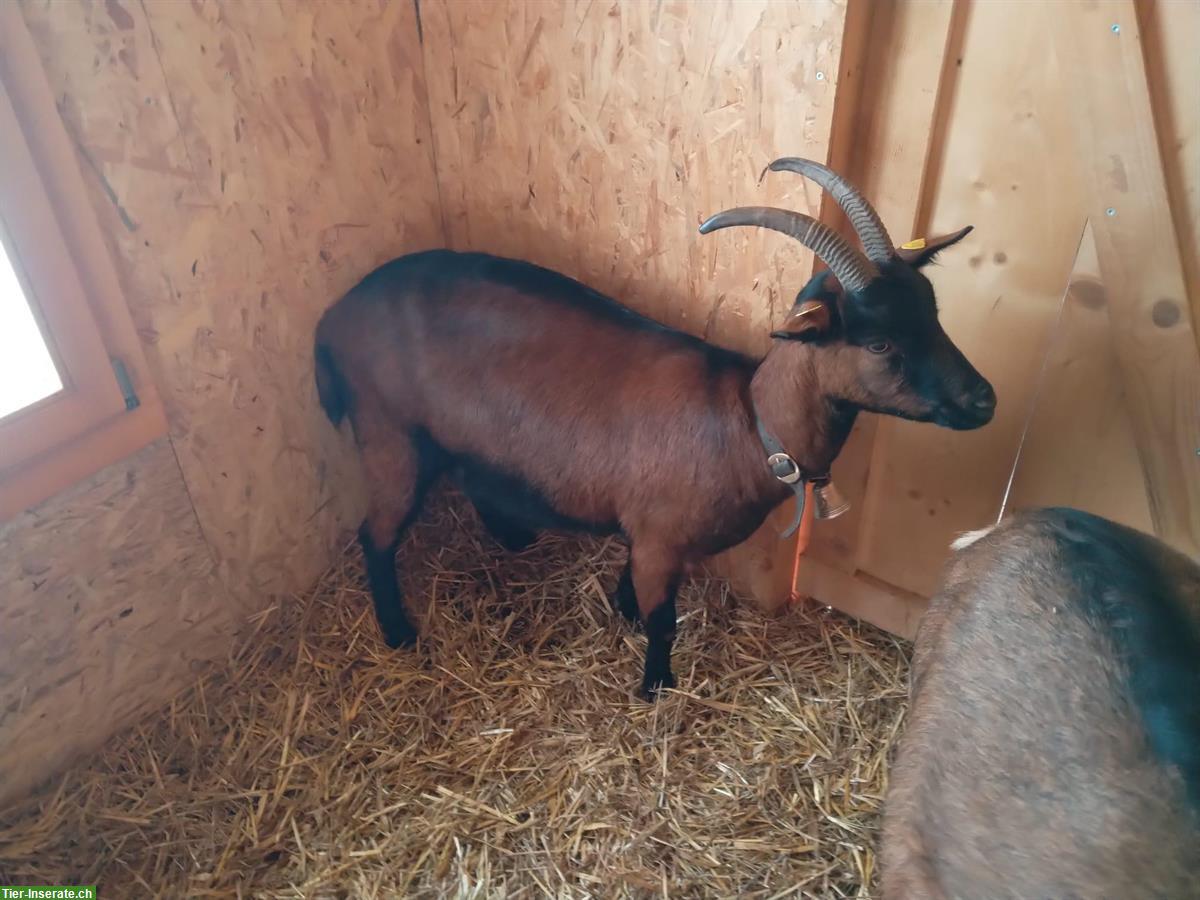 Bild 3: 2 braune Ziegen und 1 Pfauenziege zu verkaufen