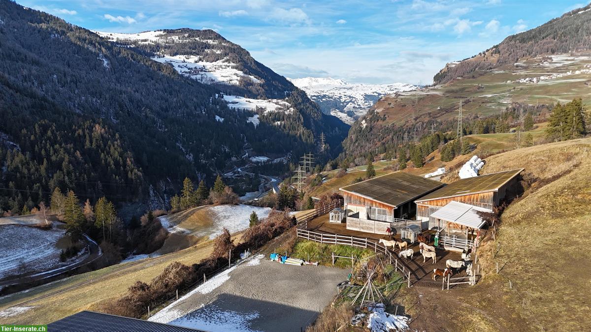 Freie Plätze in unserem Offenstall Alvaschein, Graubünden