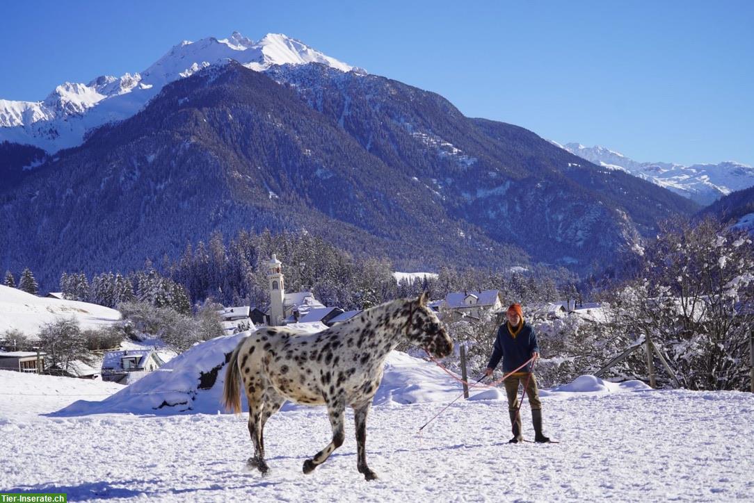 Bild 2: Freie Plätze in unserem Offenstall Alvaschein, Graubünden