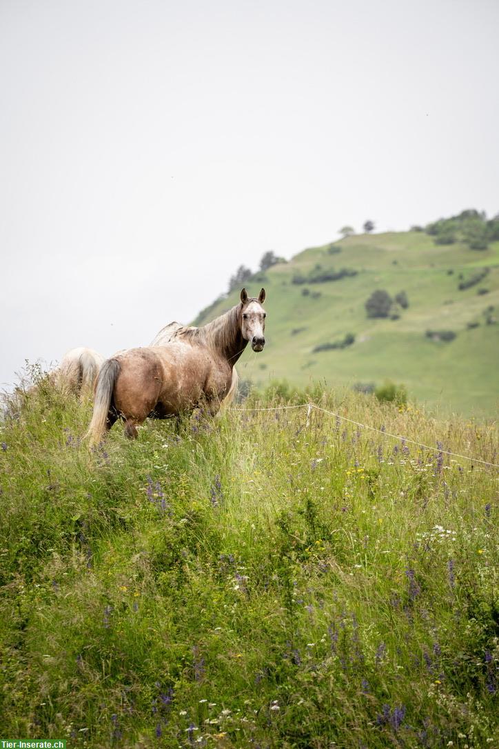 Bild 4: Freie Plätze in unserem Offenstall Alvaschein, Graubünden