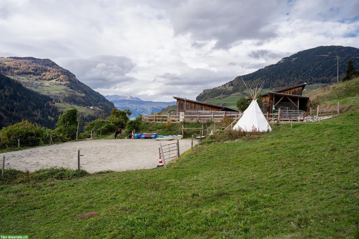 Bild 5: Freie Plätze in unserem Offenstall Alvaschein, Graubünden