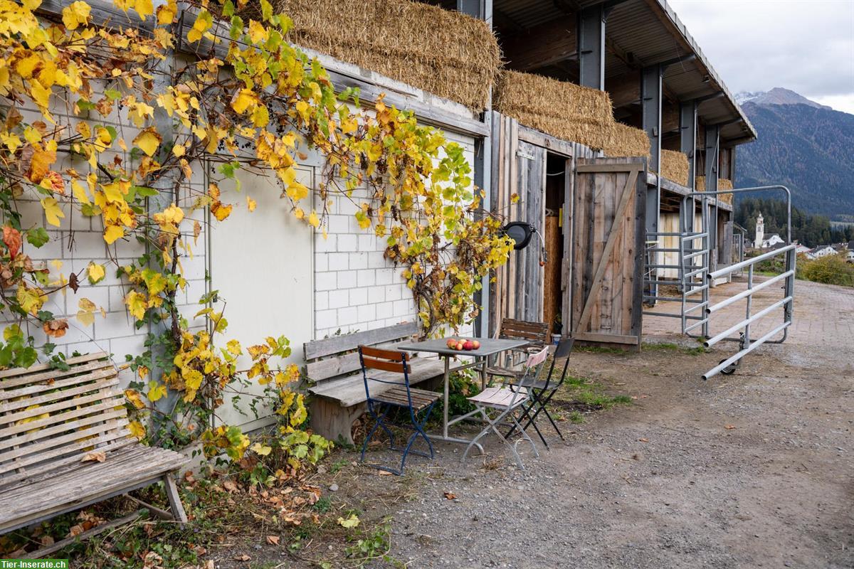 Bild 6: Freie Plätze in unserem Offenstall Alvaschein, Graubünden