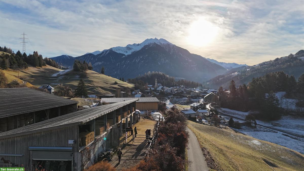 Bild 7: Freie Plätze in unserem Offenstall Alvaschein, Graubünden