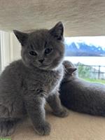 Britisch Kurzhaar Kätzchen (Kater) zu verkaufen
