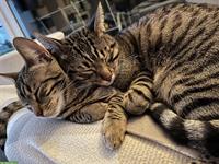 2 Russisch Blau x Bengal Katzen Geschwister, 3.5-jährig