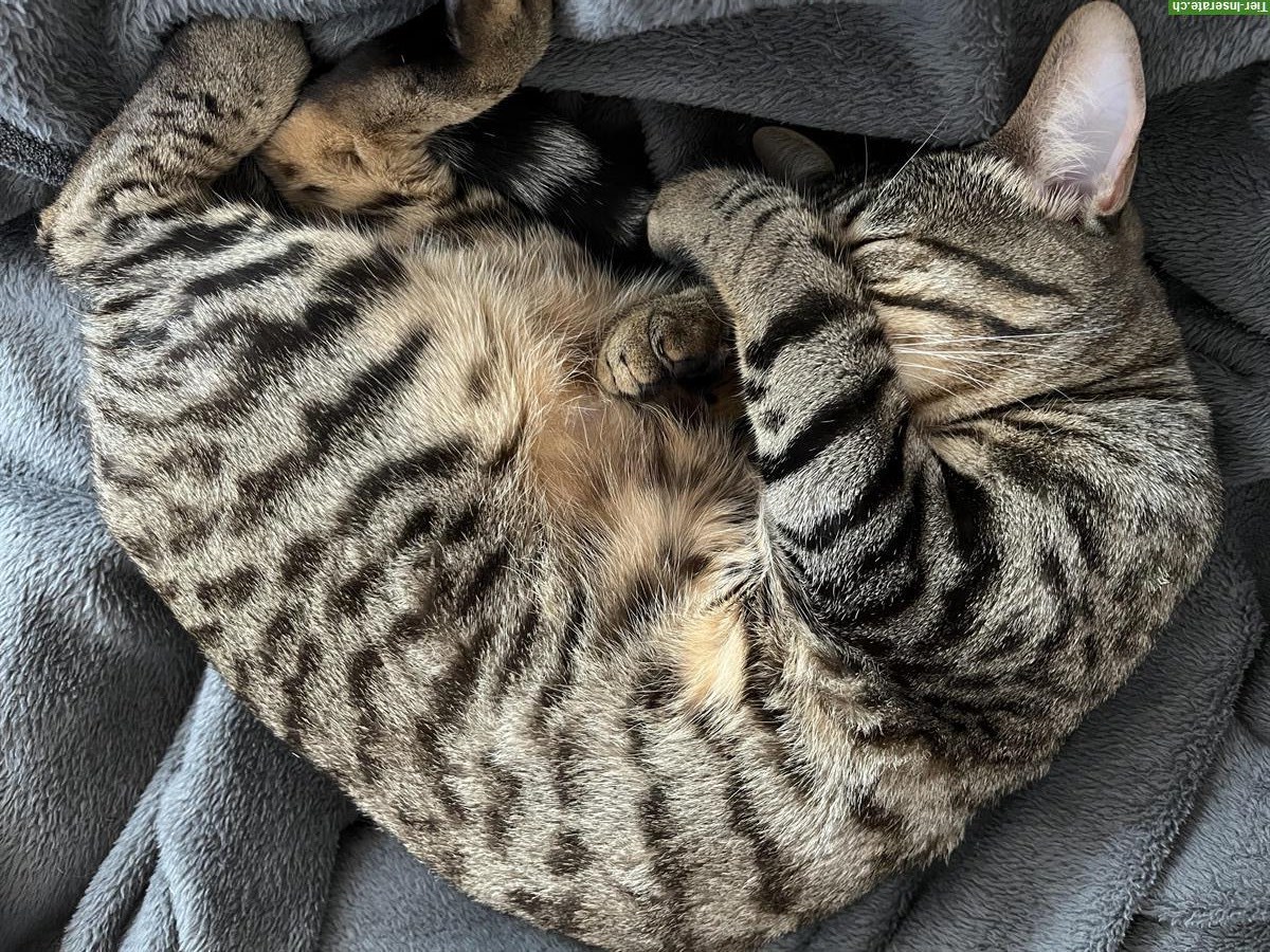 Bild 2: 2 Russisch Blau x Bengal Katzen Geschwister, 3.5-jährig