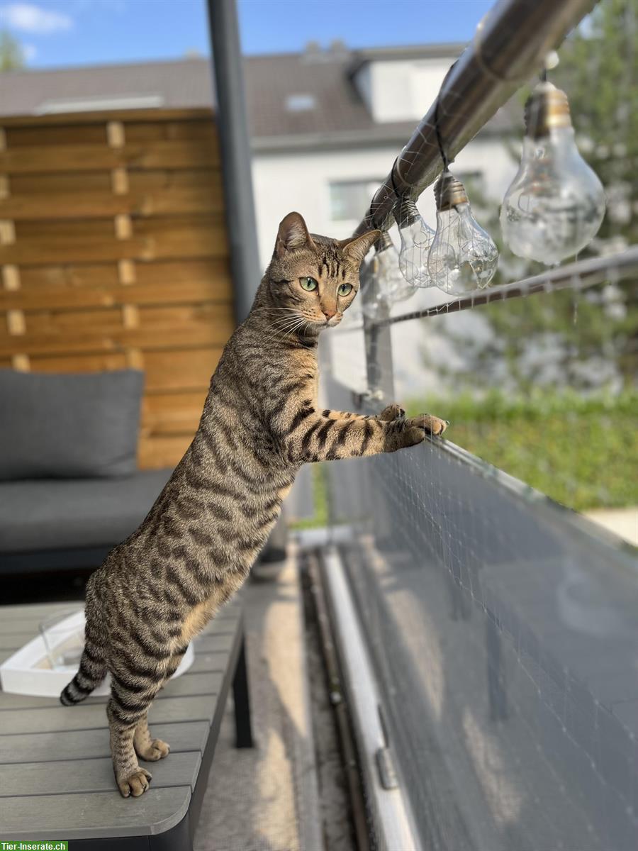 Bild 3: 2 Russisch Blau x Bengal Katzen Geschwister, 3.5-jährig