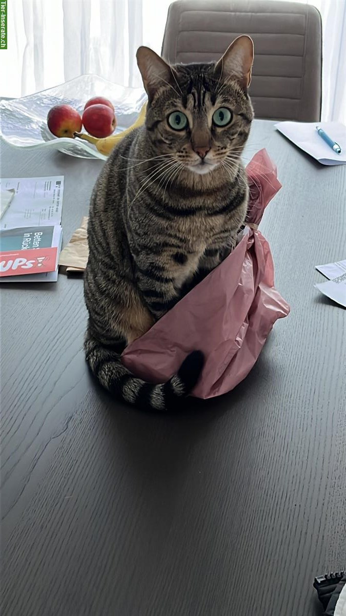 Bild 4: 2 Russisch Blau x Bengal Katzen Geschwister, 3.5-jährig