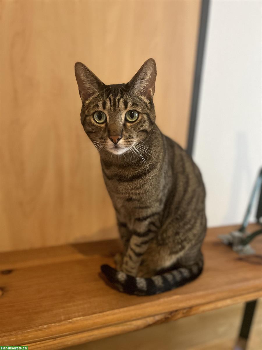 Bild 5: 2 Russisch Blau x Bengal Katzen Geschwister, 3.5-jährig