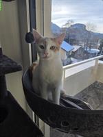 Babykatze (6 Monate) Felix, weiss-rot zu verkaufen