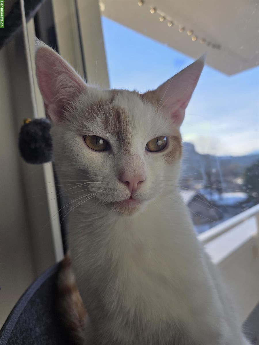 Bild 3: Babykatze (6 Monate) Felix, weiss-rot zu verkaufen