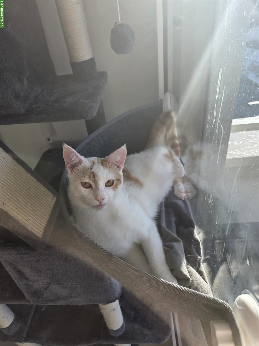 Bild 4: Babykatze (6 Monate) Felix, weiss-rot zu verkaufen