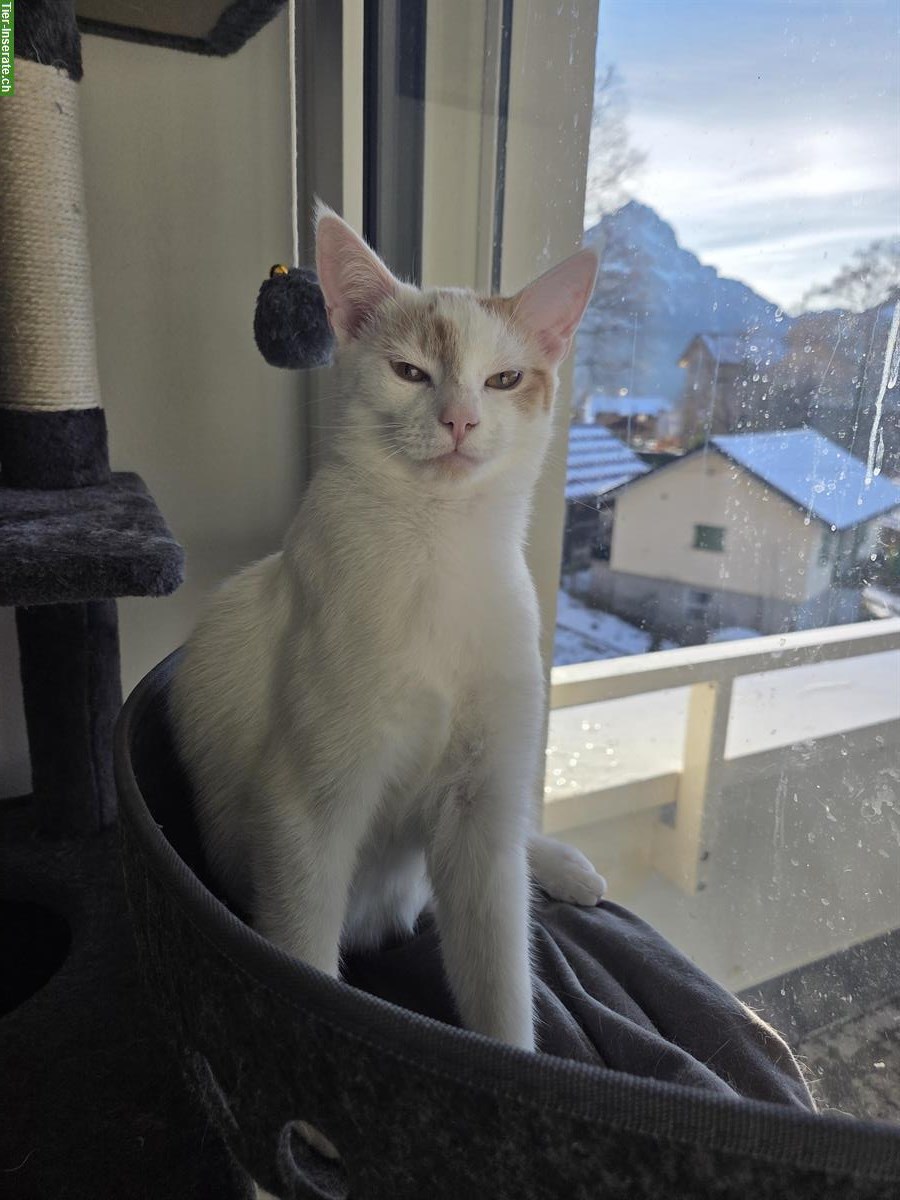 Bild 5: Babykatze (6 Monate) Felix, weiss-rot zu verkaufen