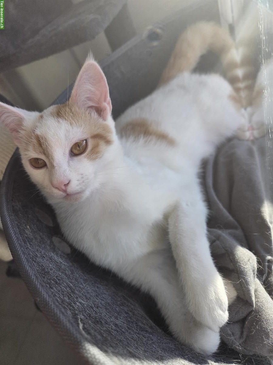 Bild 6: Babykatze (6 Monate) Felix, weiss-rot zu verkaufen
