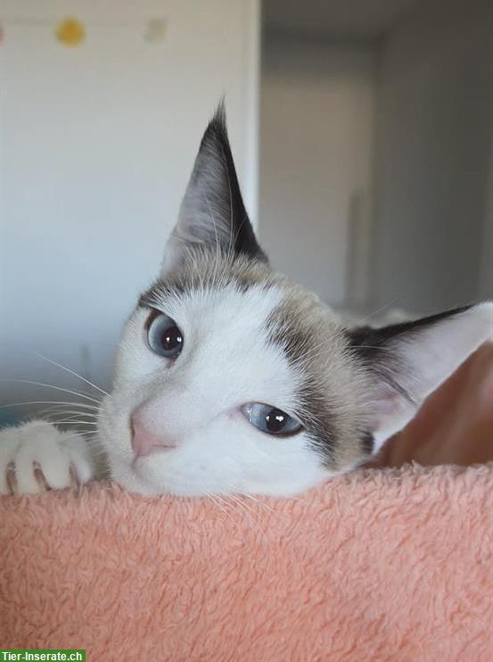 Luna Babykatze (Mischlingsrassekatze) zu verkaufen