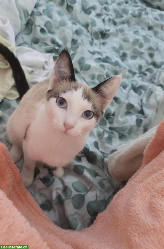 Bild 2: Luna Babykatze (Mischlingsrassekatze) zu verkaufen