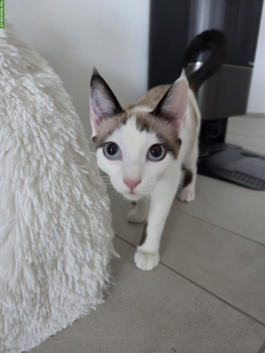 Bild 3: Luna Babykatze (Mischlingsrassekatze) zu verkaufen