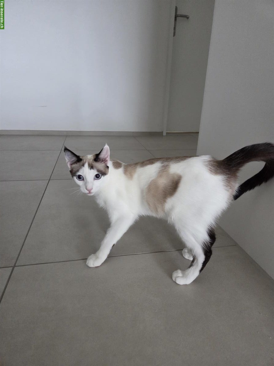 Bild 4: Luna Babykatze (Mischlingsrassekatze) zu verkaufen