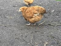 Zwerg-Orpington Junghennen zu verkaufen
